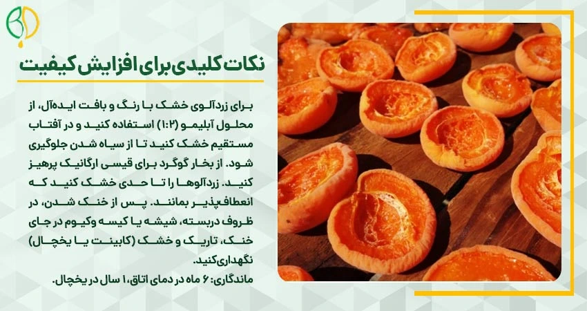 خشک کردن زردآلو: راهنمای جامع تهیه قیسی خانگی و صنعتی 4 نکات کلیدی برای خشک کردن زردآلو