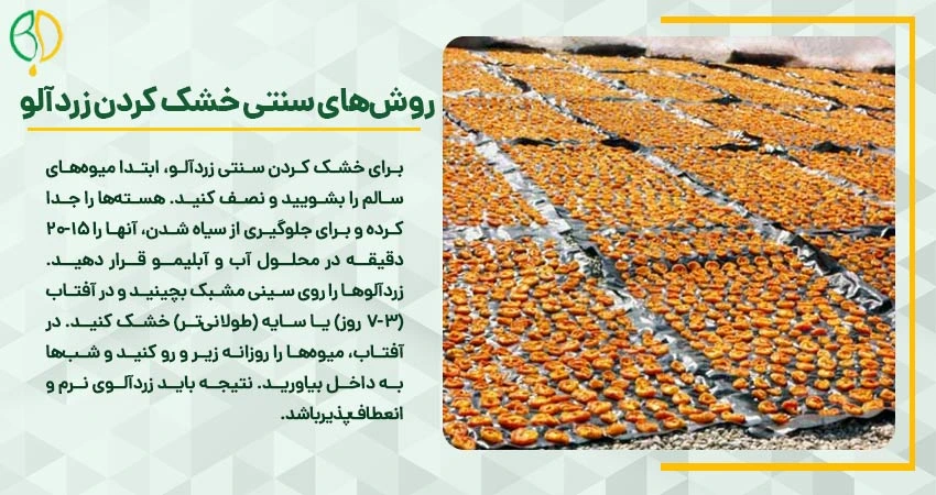 خشک کردن زردآلو: راهنمای جامع تهیه قیسی خانگی و صنعتی 2 روش سنتی خشک کردن زردآلو