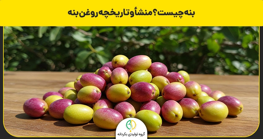 روغن بنه چیست و چه مزایای دارد؟ طرز تهیه گرفتن روغن بنه 2 بنه چیست