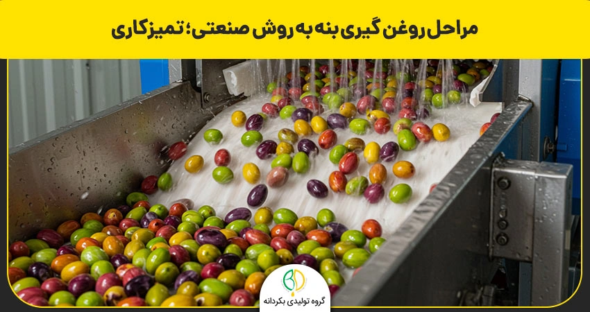 روغن بنه چیست و چه مزایای دارد؟ طرز تهیه گرفتن روغن بنه 13 گرفتن روغن بنه با دستگاه