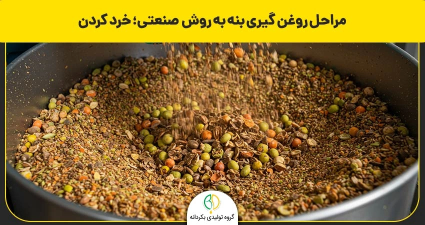 روغن بنه چیست و چه مزایای دارد؟ طرز تهیه گرفتن روغن بنه 14 روغن گیری صنعتی بنه