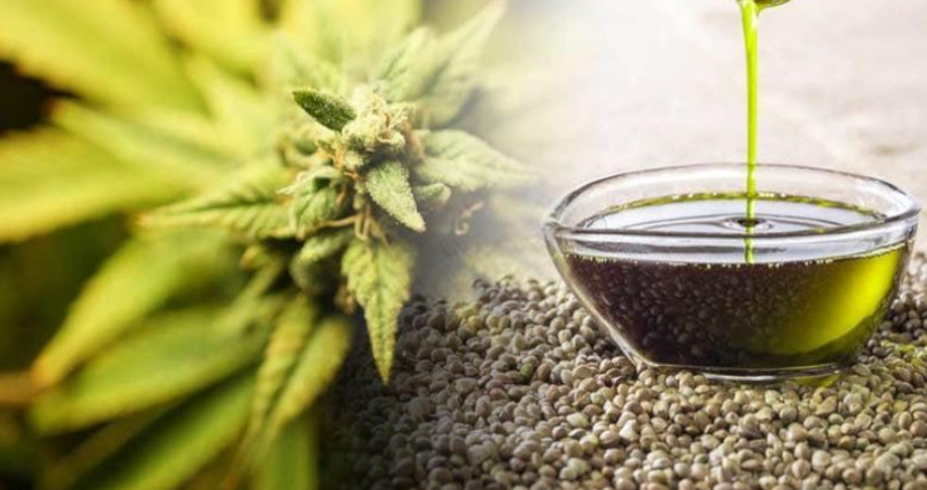 روغن شاهدانه 4 فواید روغن شاهدانه برای پوست صورت