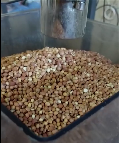 روغنگیری از هسته آلبالو 2 روغنگیری از هسته آلبالو با دستگاه روغنگیری پرس ۸۵ فول آپشن