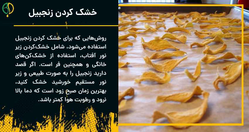 آسیاب زنجبیل 5 خشک کردن زنجبیل