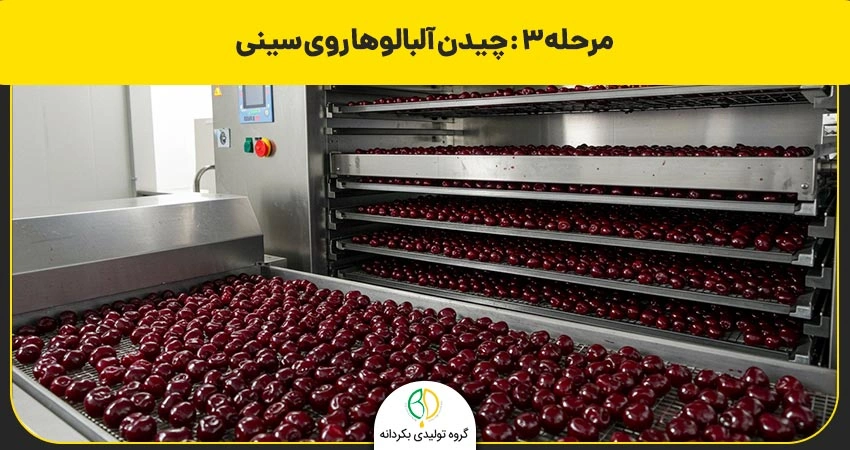 طرز تهیه آلبالو خشک با دستگاه میوه خشک کن صنعتی 3 مرحله سوم درست کردن آلبالو خشکه با دستگاه