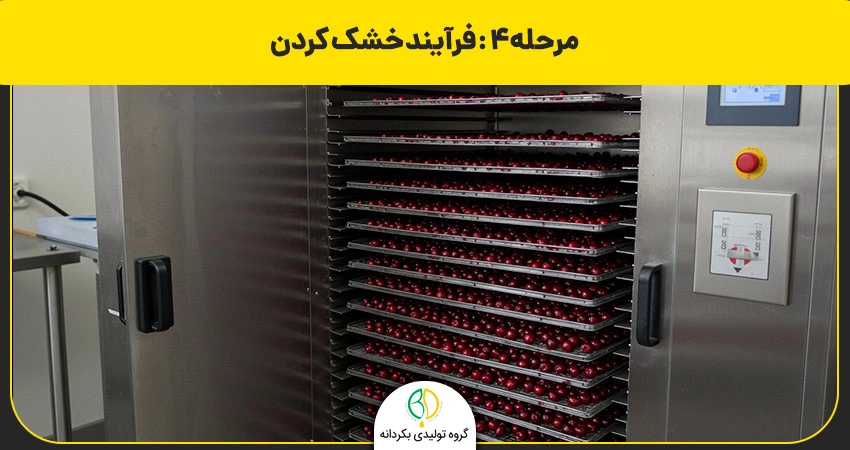 طرز تهیه آلبالو خشک با دستگاه میوه خشک کن صنعتی 4 فرآیند خشک کردن آلبالو خشکه با دستگاه