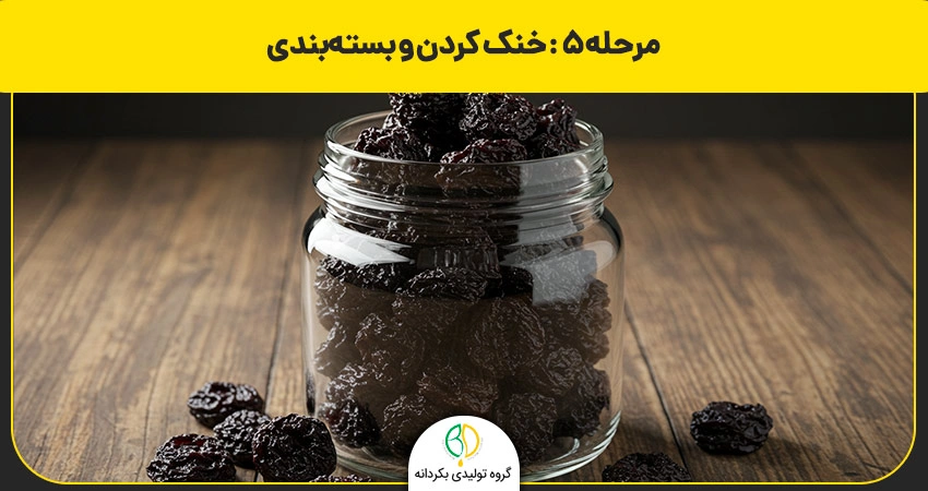 طرز تهیه آلبالو خشک با دستگاه میوه خشک کن صنعتی 5 بسته بندی آلبالو خشک شده