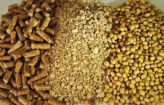 کنجاله و موارد مصرف آن 4 کنجاله سویا