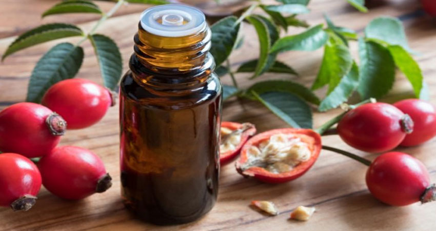 روغنگیری از میوه گل نسترن (رزهیپ) 2 کاربردهای میوه گل نسترن (رزهیپ)