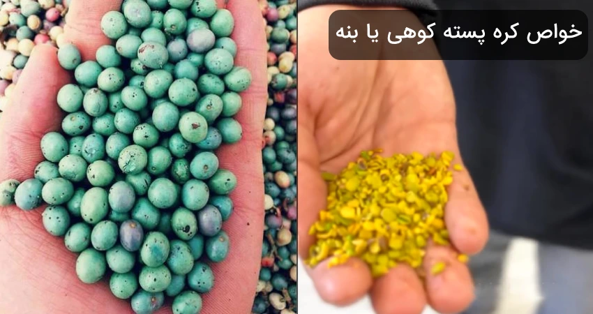 طرز تهیه کره پسته صنعتی 3 خواص کره پسته کوهی یا بنه