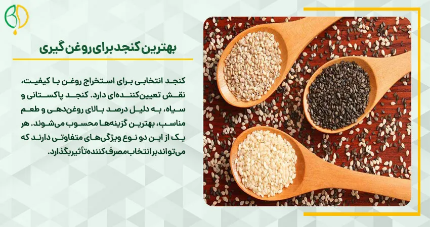 کنجد مناسب برای روغن گیری 2 بهترین کنجد برای روغن گیری