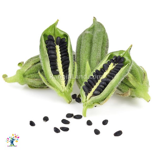 روغن سیاهدانه (ملکه روغن ها) 2 siyahdane
