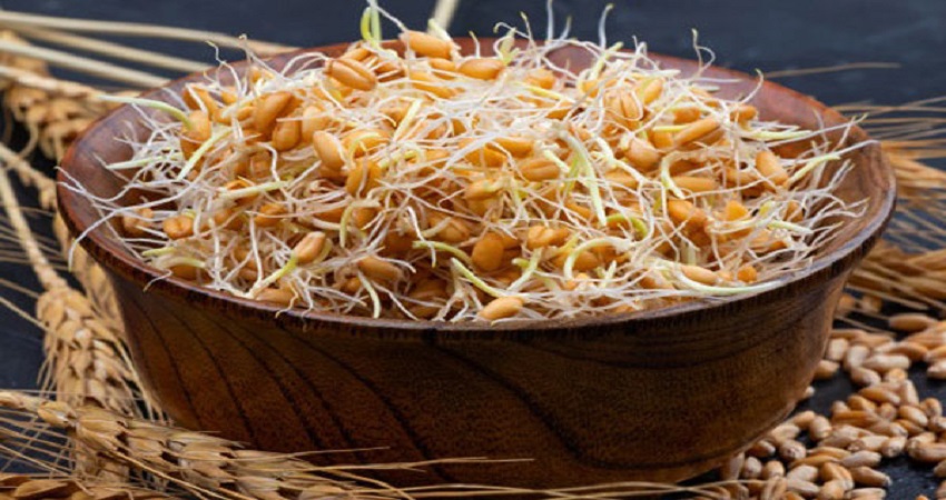 دستگاه روغن گیری جوانه گندم 2 جوانه گندم چیست